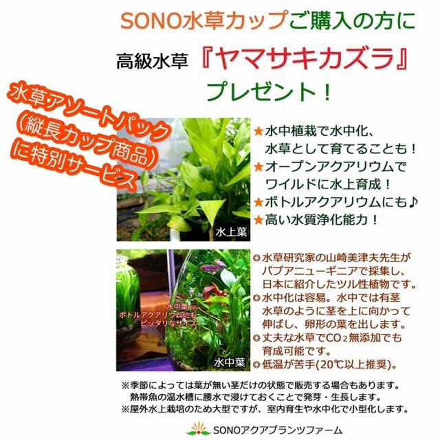 Sono水草パック販売速報 22 7 15 17 東京メダカフェスティバル Sonoアクアプランツファーム水草情報局