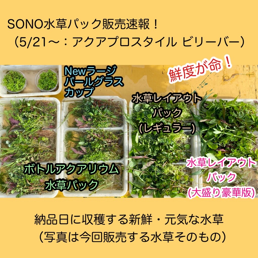 Sono水草パック販売速報 21 5 21 アクアプロスタイル ビリーバー Sonoアクアプランツファーム水草情報局