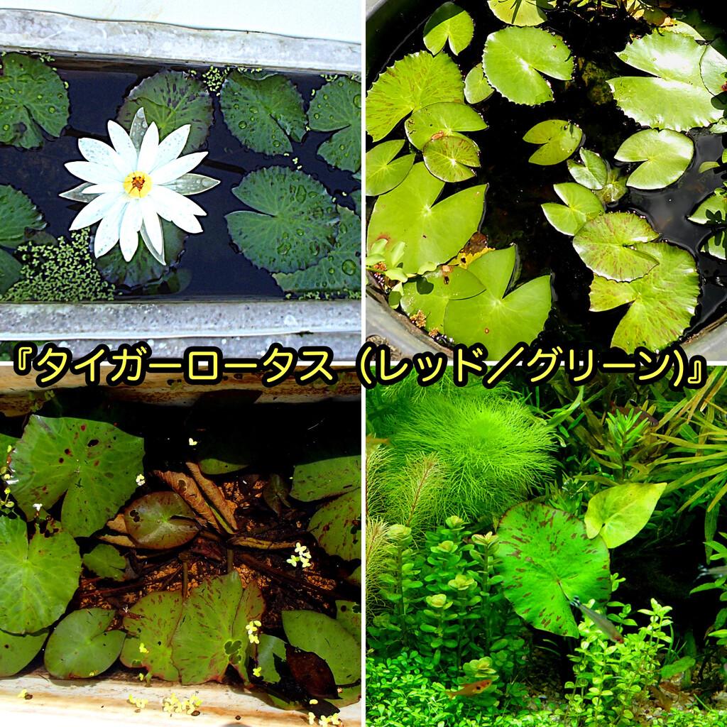 グラスビオトープで睡蓮の花を楽しむ方法 Sonoアクアプランツファーム水草情報局