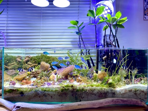 2年2カ月経過したInreef Tankとマングローブ樹の生長 : SONOアクア