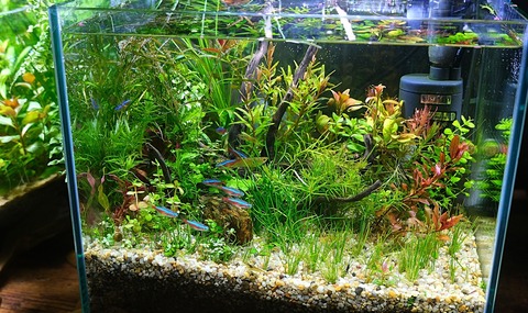 水草水槽に向き・不向きな魚・生物 : SONOアクアプランツファーム水草