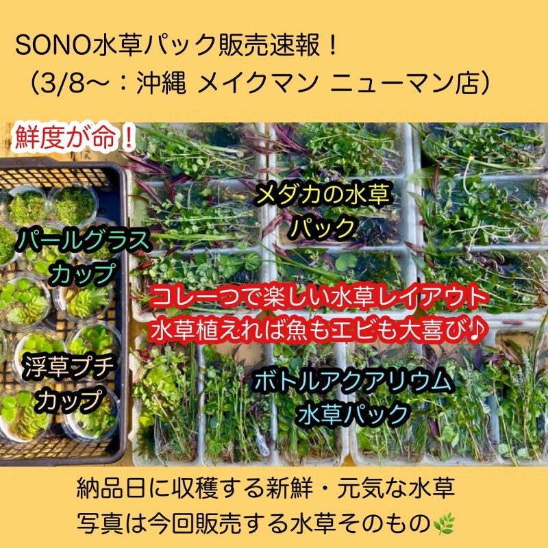 Sono水草パック販売速報 22 3 8 メイクマン ニューマン店 Sonoアクアプランツファーム水草情報局 Sono水草パック販売速報 22 3 8 メイクマン ニューマン店 Sonoアクアプランツファーム水草情報局