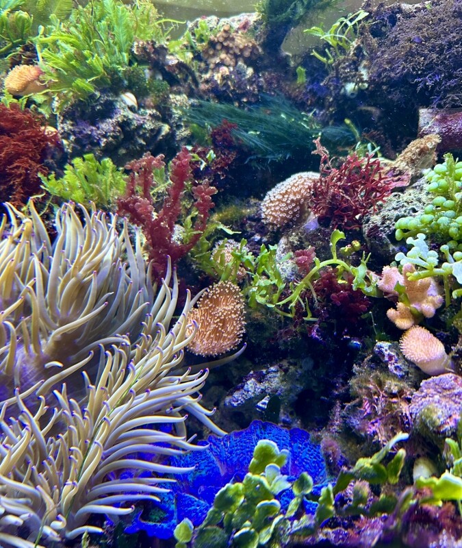 海藻レイアウト水槽の表現〜海草藻場からサンゴ礁の潮だまり、礁斜面