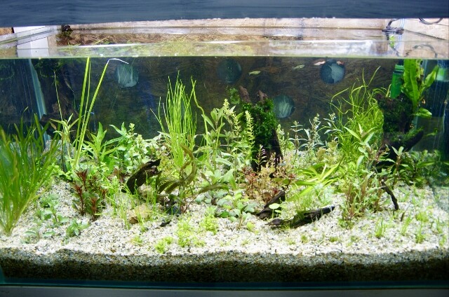 水草水槽と底面フィルター : SONOアクアプランツファーム水草