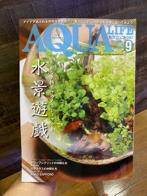 人工流木で作るボトルアクアリウム : SONOアクアプランツファーム水草