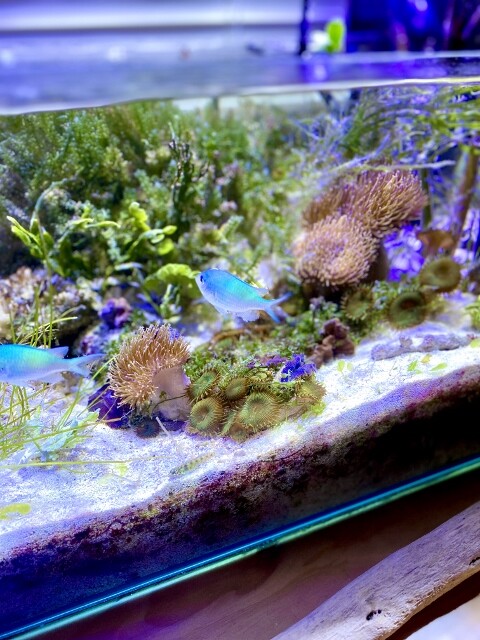 海藻レイアウト水槽は富栄養化物質の処理水槽でもある : SONOアクア 