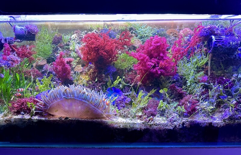 海藻セットとジュズフサノリ（小） 海藻サラダ 国産 乾燥サラダ 7種の海藻 54g (18g×3袋) お得