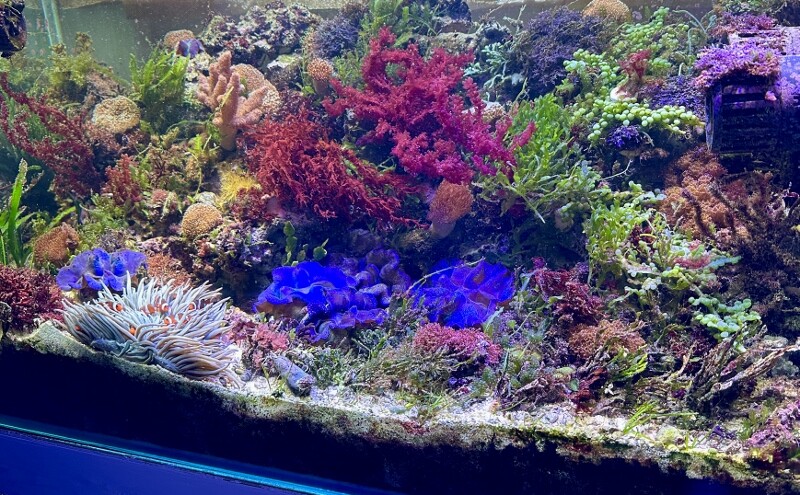 苦労が詰まった紅藻 : SONOアクアプランツファーム水草・海藻情報局