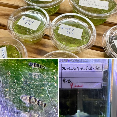 新鮮な水草 手のひらサイズ MeGreen 新鮮な水草付き グラスアクアスフィアセット