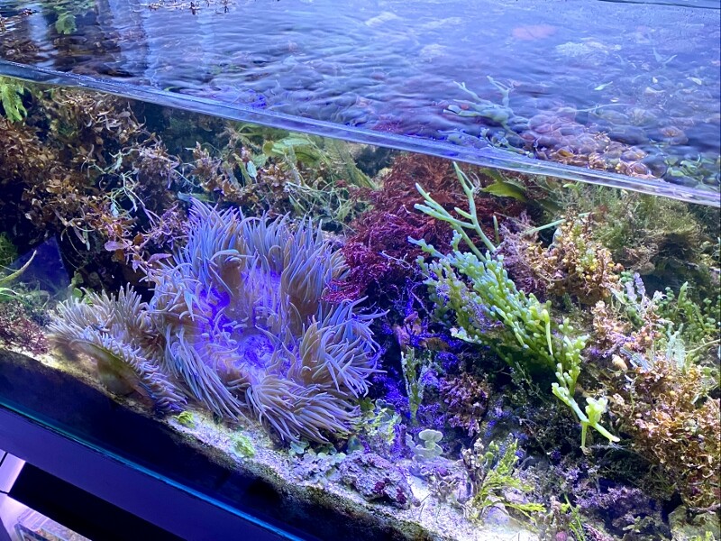 90cm海藻レイアウト水槽 : SONOアクアプランツファーム水草・海藻情報局