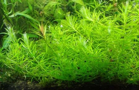 水草図鑑 『ベトナムゴマノハグサ Scrophulariaceae sp. 』 : SONO