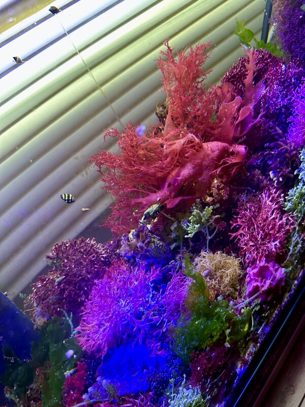 ☆】海藻等色々ついたライブロックと海藻セット カラフル : SONOアクア