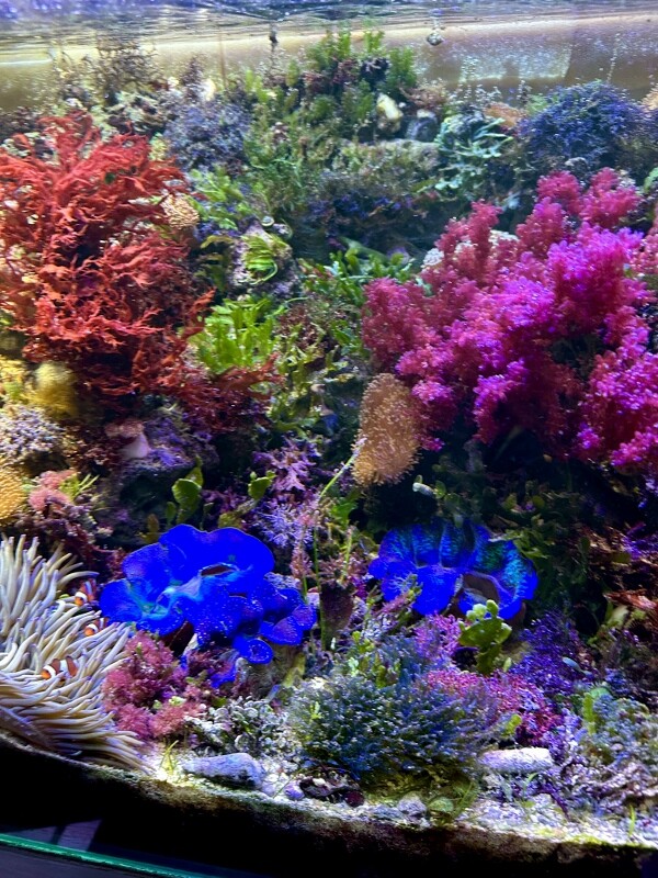 アクアプランツ 2006（No.3）～2019（No.16）13冊セット