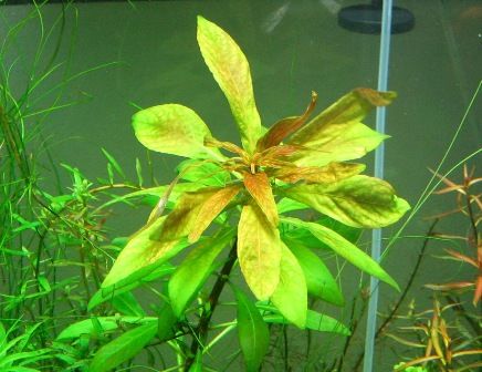 てなグッズや ルドウィジアsp インクリナータキューバ 水中葉 8 15cm前後 2本 魚用品 水草