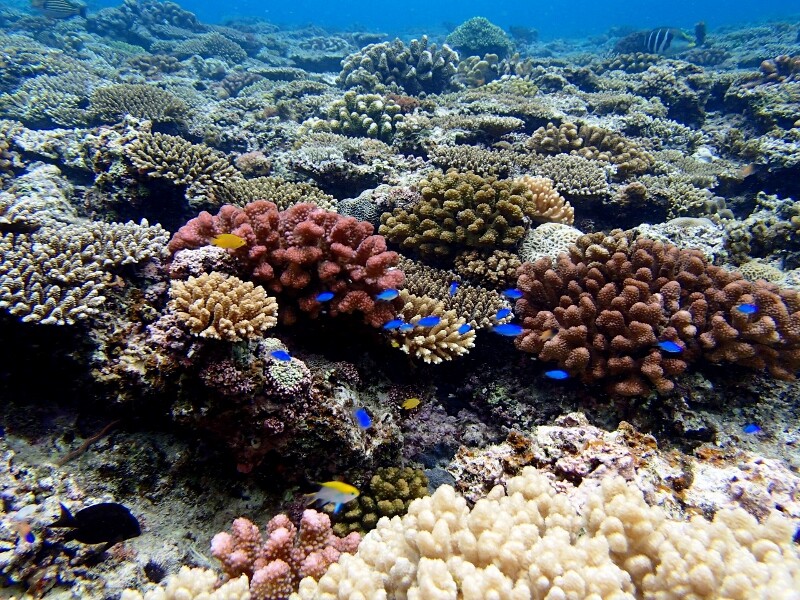 カラフル : SONOアクアプランツファーム水草・海藻情報局