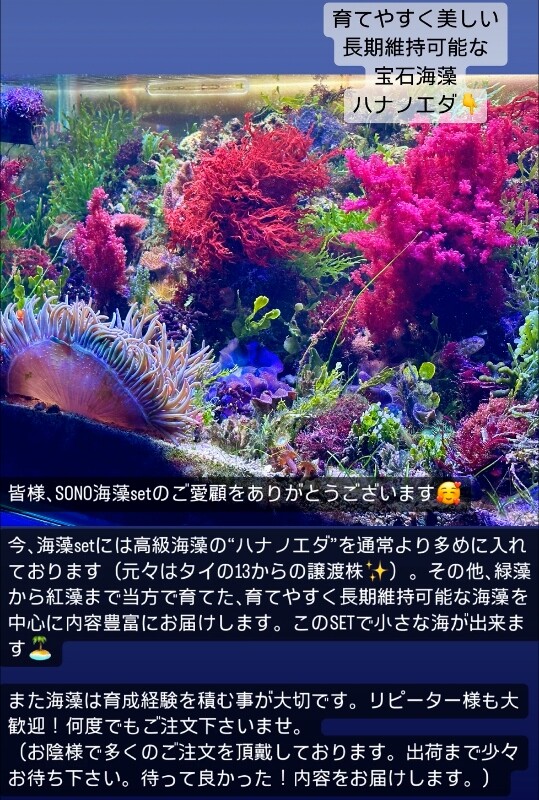 季節限定価格】海藻 紅藻 7種セット 【公式通販】