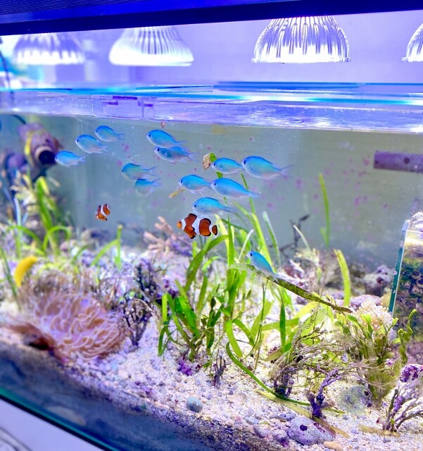 オススメ海水魚 〜デバスズメダイ〜 : SONOアクアプランツ オススメ海水魚 〜デバスズメダイ〜 : SONOアクアプランツ