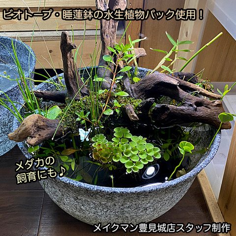 水草パック販売速報 8 21 メイクマン豊見城店 Sonoアクアプランツファーム水草情報局