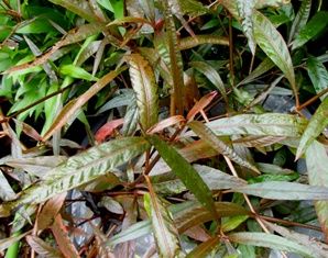 カラフルな水草達 赤色系 水草の紹介part2 Sonoアクアプランツファーム水草情報局 カラフルな水草達 赤色系 水草の紹介part2 Sonoアクアプランツファーム水草情報局