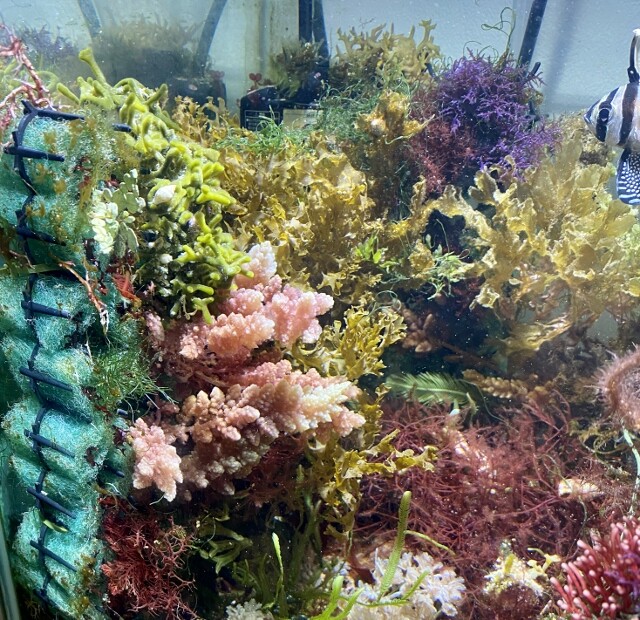 海藻Wallという新世界 〜海藻レイアウト水槽〜 : SONOアクアプランツ