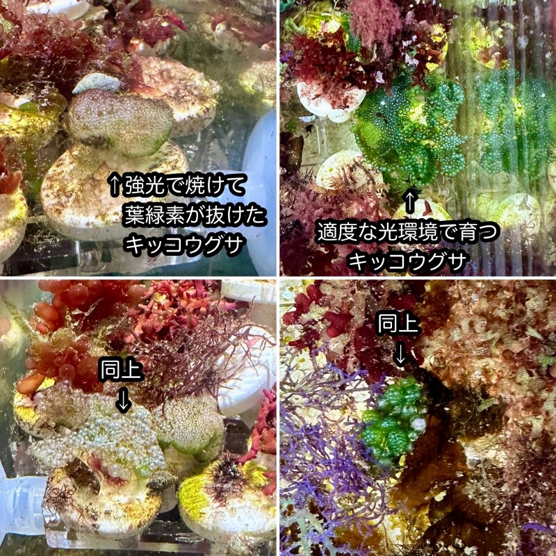 中間報告〜海藻育成 拡散光（擦りガラス）実験〜 : SONOアクア