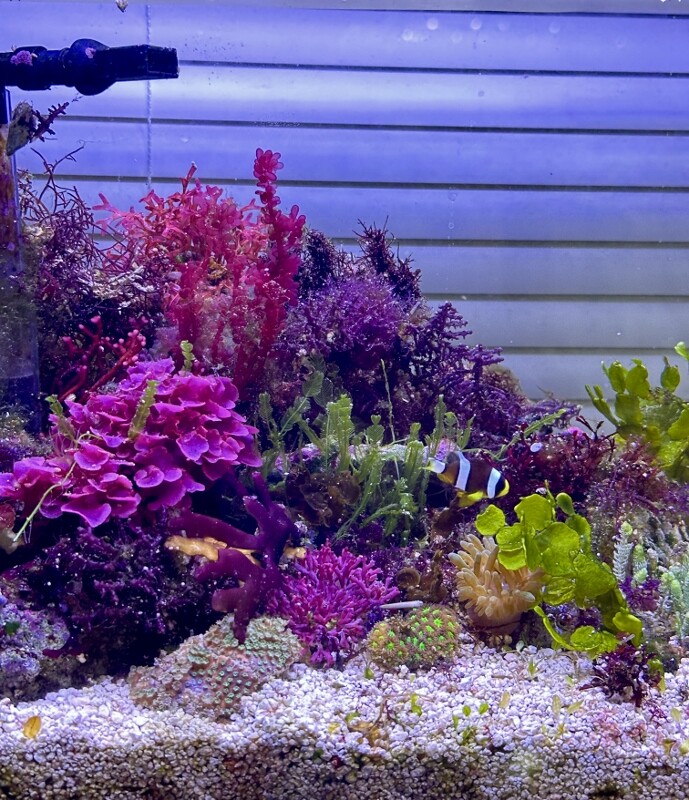 美しき海藻宝石箱 : SONOアクアプランツファーム水草・海藻情報局