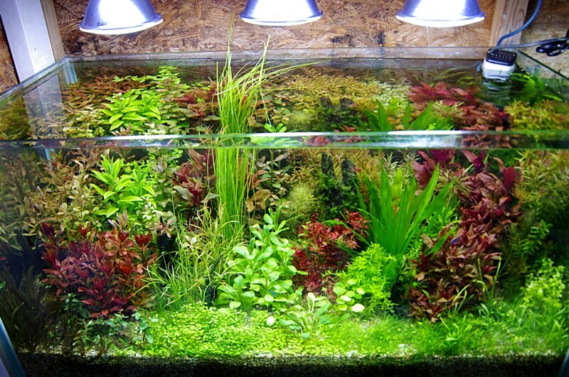 Q．水草水槽におススメのフィルターやろ材は？ : SONOアクアプランツ