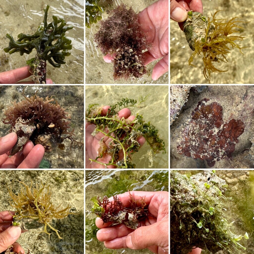 SONOマリンアクアリウム教室②「知識習得：海藻を知ろう」 : SONO