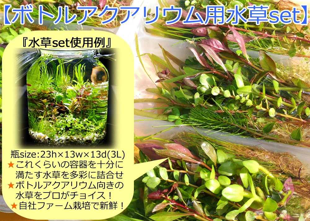 Sonoアクアプランツファーム オススメの水草set 一番人気 Sonoアクアプランツファーム水草情報局