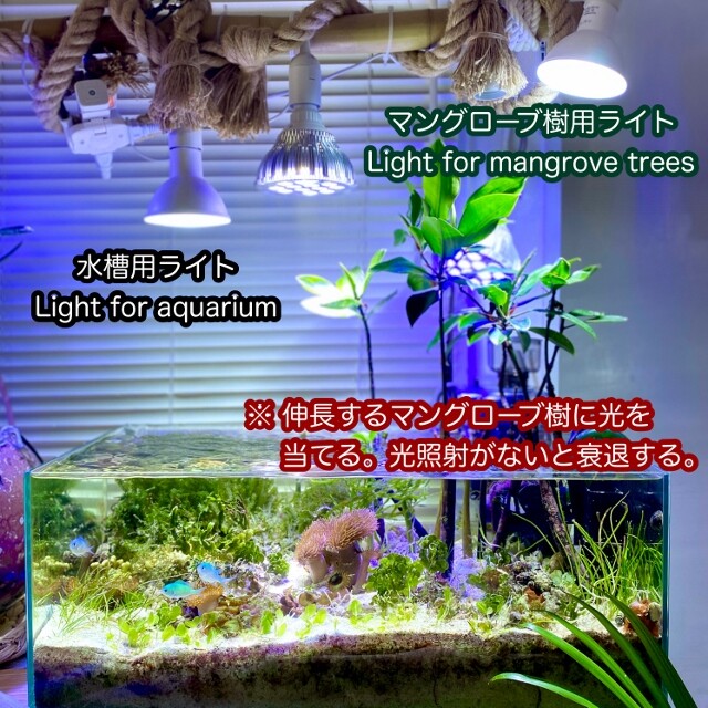 TTD 188 海の波。 流木。 水槽。 水中に生息する植物。-