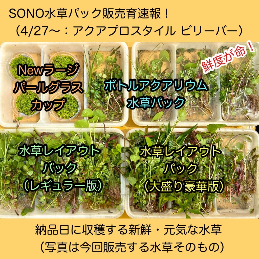 Sono水草パック販売速報 21 4 27 アクアプロスタイル ビリーバー Sonoアクアプランツファーム水草情報局 Sono水草パック販売速報 21 4 27 アクアプロスタイル ビリーバー Sonoアクアプランツファーム水草情報局