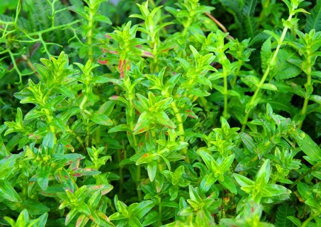 ◎玉　ロタラメキシカーナ・プレミアムレッド　2本 水草紹介ロタラ　メキシカーナ　プレミアムレッド