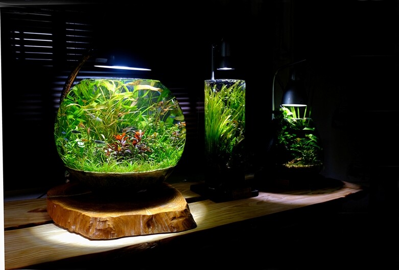 短期ハイパワーか 長期維持か 底床の話 Nature ボトルアクアリウム Sonoメソッド Sonoアクアプランツファーム水草情報局 短期ハイパワーか 長期維持か 底床の話 Nature ボトルアクアリウム Sonoメソッド Sonoアクアプランツファーム水草情報局