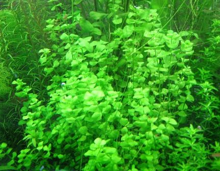 水草 MIZ 水草図鑑 『ラージパールグラス Micranthemum umbrosum』 : SONO
