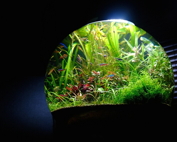 Nature ボトルアクアリウム 珪砂底床 の施肥について Sonoアクアプランツファーム水草情報局