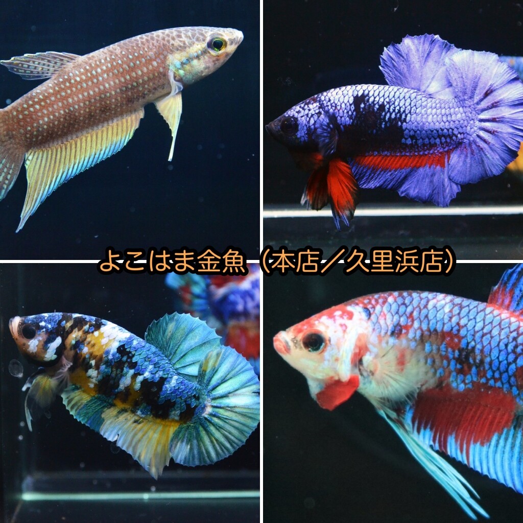 水草パック販売速報 よこはま金魚 久里浜店 様 Sonoアクアプランツファーム水草情報局 水草パック販売速報 よこはま金魚 久里浜店 様 Sonoアクアプランツファーム水草情報局