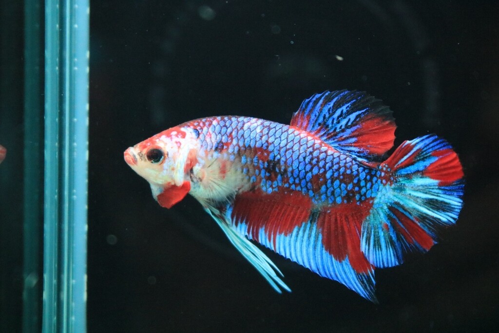 Sono水草パック販売予定 よこはま金魚 様 Sonoアクアプランツファーム水草情報局