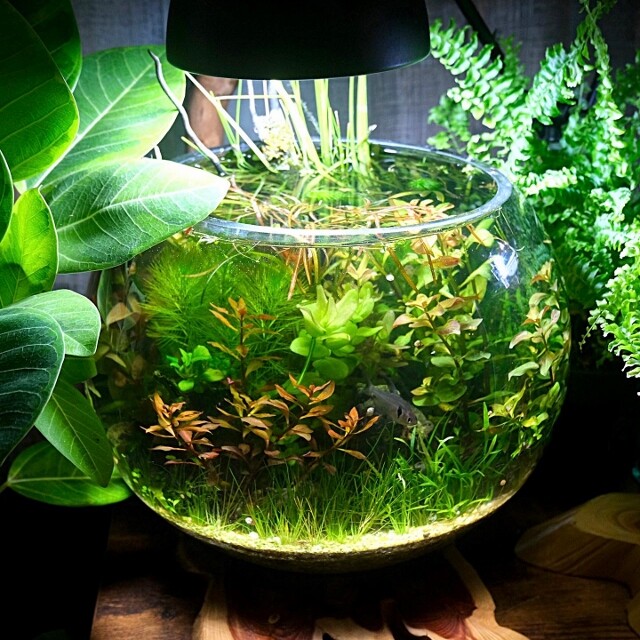 Aquarium Lover様専用水草 - 通販 - guianegro.com.br