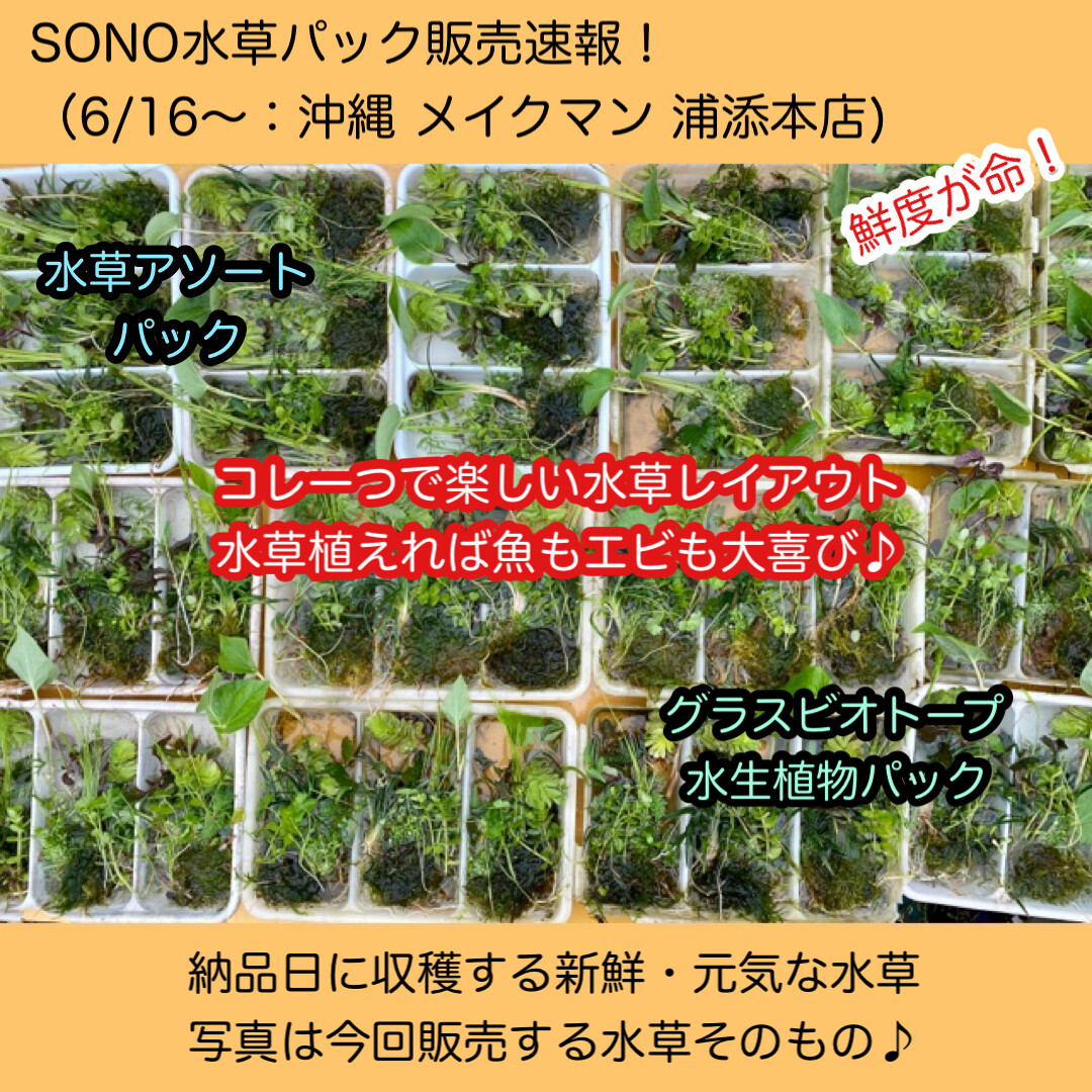 SONO水草パックの販売速報(2023.6/16～：メイクマン 浦添本店) : SONO