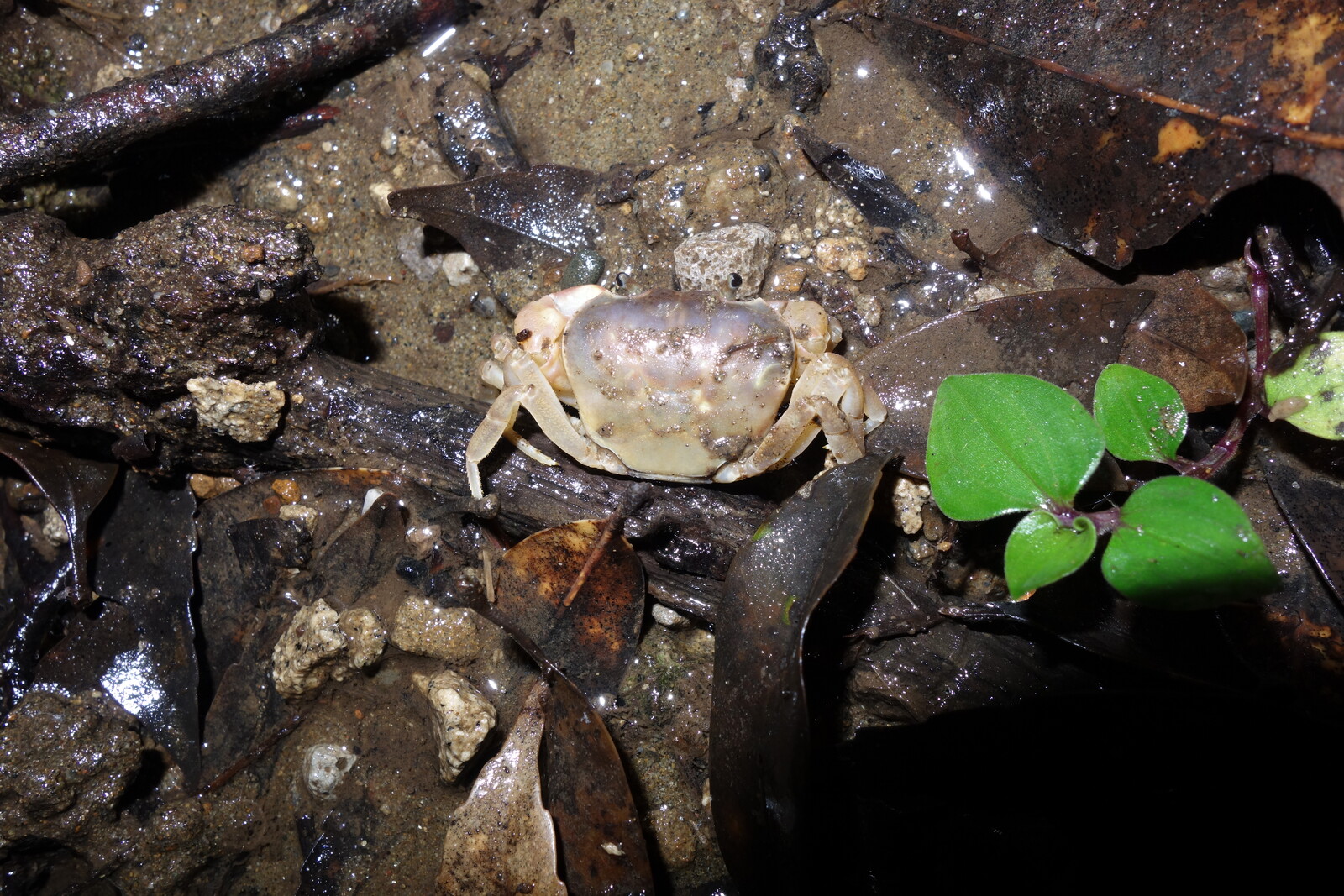 沢蟹 そのだ動物病院blog