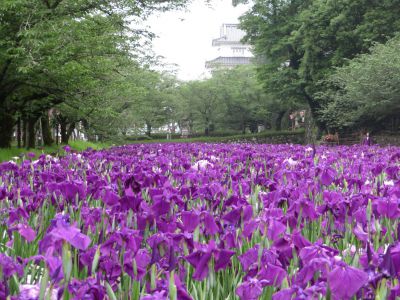 西日本最大級となる大村公園の 花菖蒲 が満開を迎えています そのだ裕史のオモシロキ コトモナキ世ヲ オモシロク