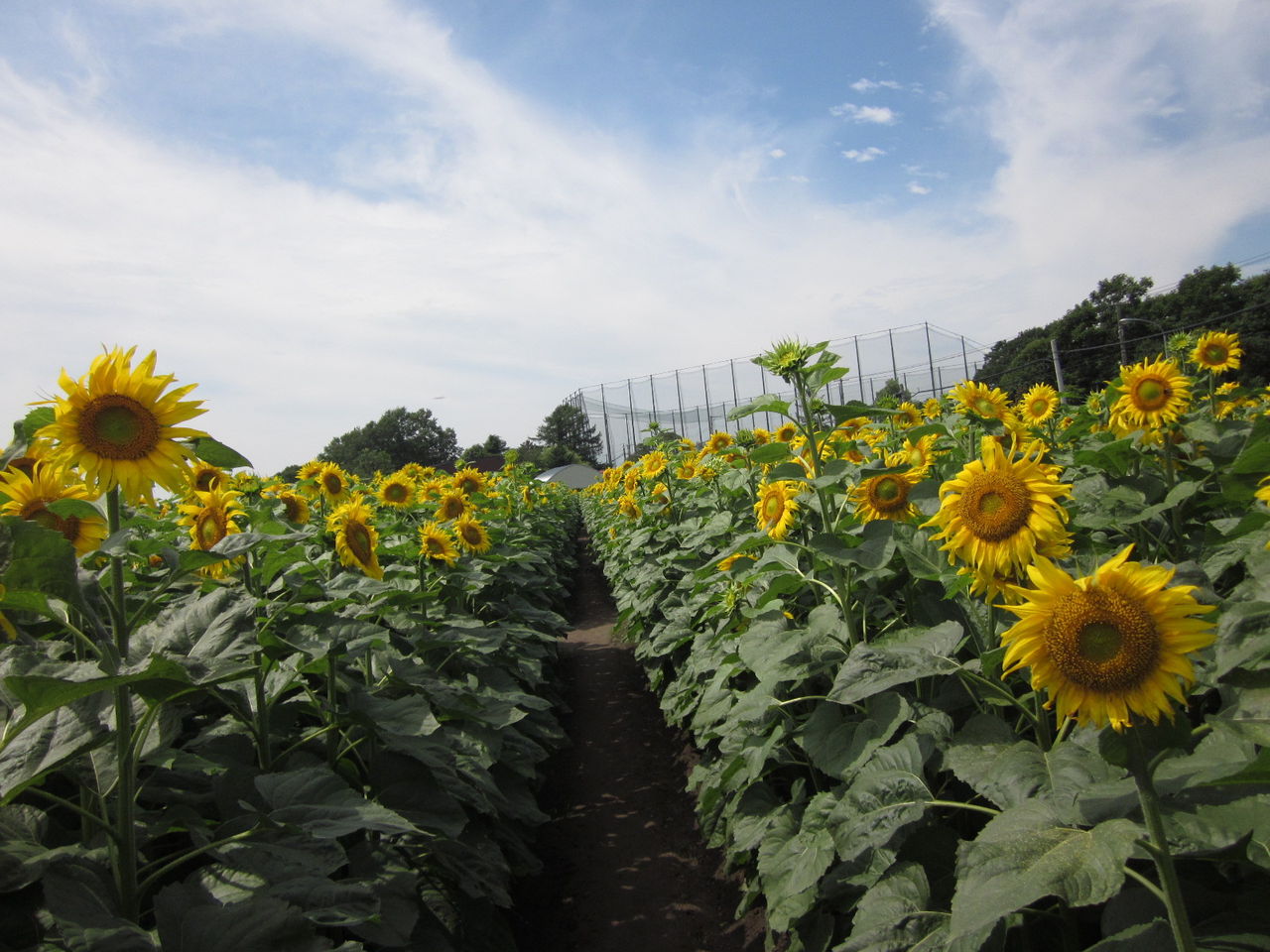 ひまわり迷路 I Love Hokkaido