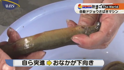 自動どじょう捌きマシン