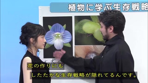 「植物に学ぶ生存戦略2」オオイヌノフグリ