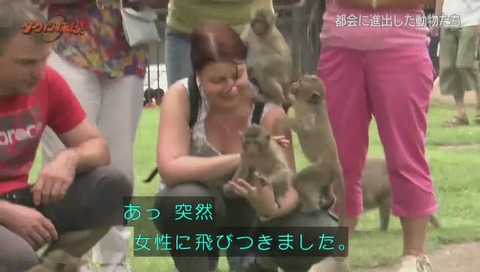 ダーウィンが来た タイ カニクイザル