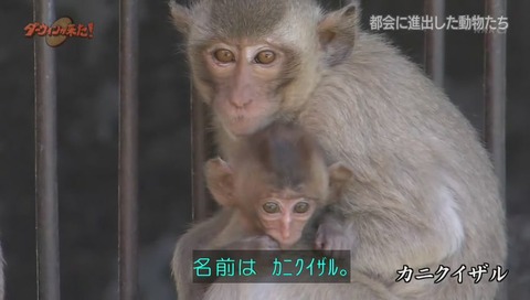 ダーウィンが来た タイ カニクイザル