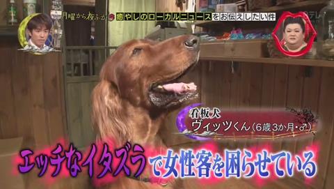 月曜から夜ふかし 奈良県 香芝市 ドッグガーデン わんむ ヴィッツ君