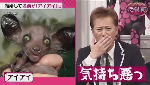 動物のアイアイ写真
