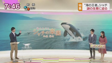 シャチの楽園