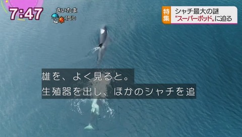 シャチが性器を出して追いかける
